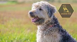 Soft Coated Wheaten Terrier Mix