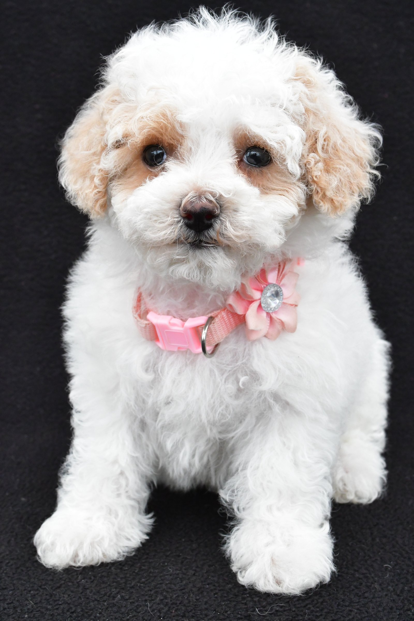 Maltipoo Puppies for Sale | Cute, Hypoallergenic & Family-Friendly