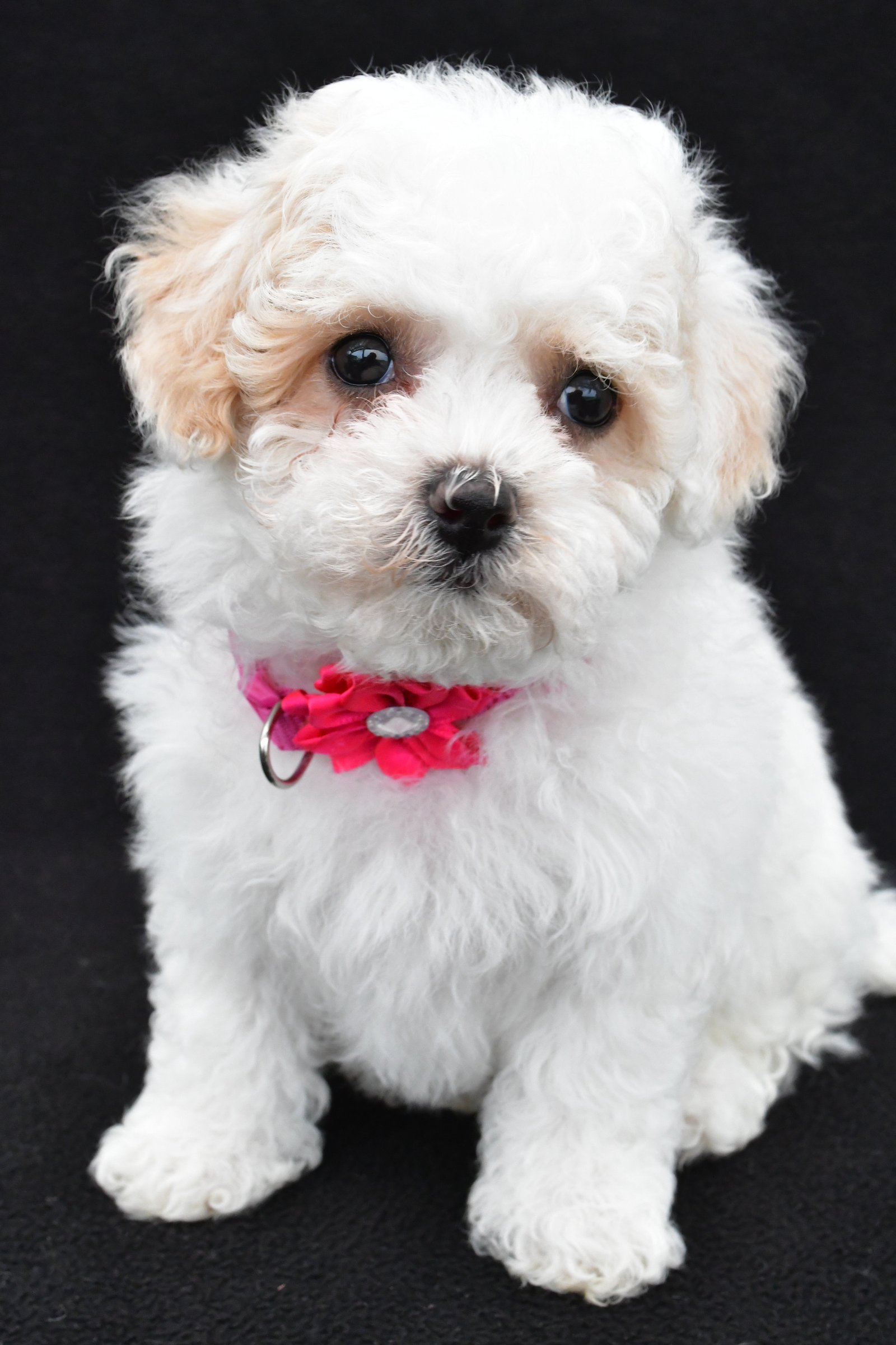 Maltipoo Puppies for Sale | Cute, Hypoallergenic & Family-Friendly