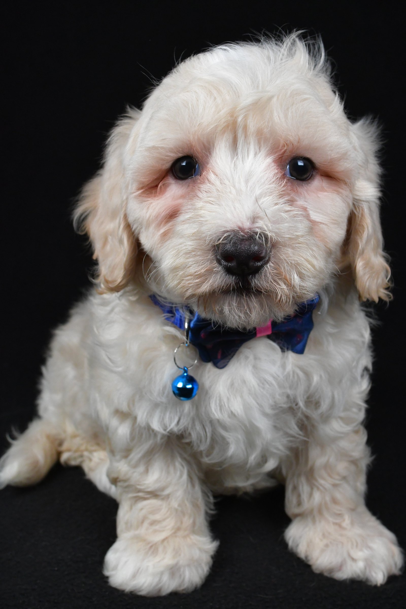 Maltipoo Puppies for Sale | Cute, Hypoallergenic & Family-Friendly