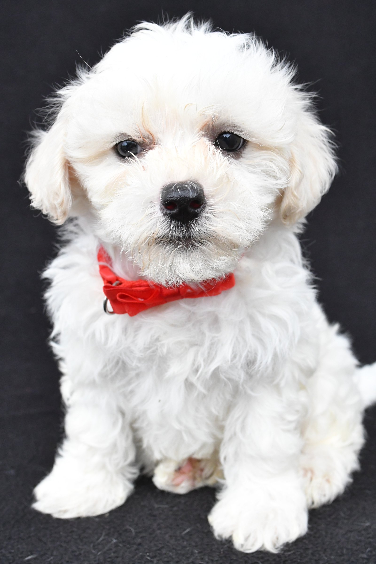 Maltipoo Puppies for Sale | Cute, Hypoallergenic & Family-Friendly
