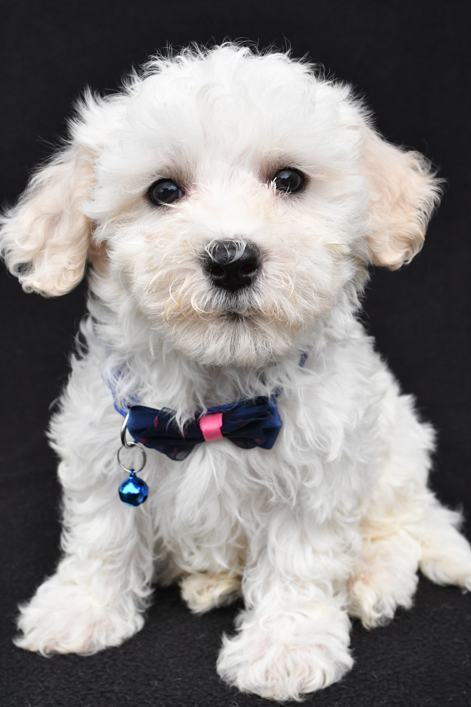 Maltipoo Puppies for Sale | Cute, Hypoallergenic & Family-Friendly