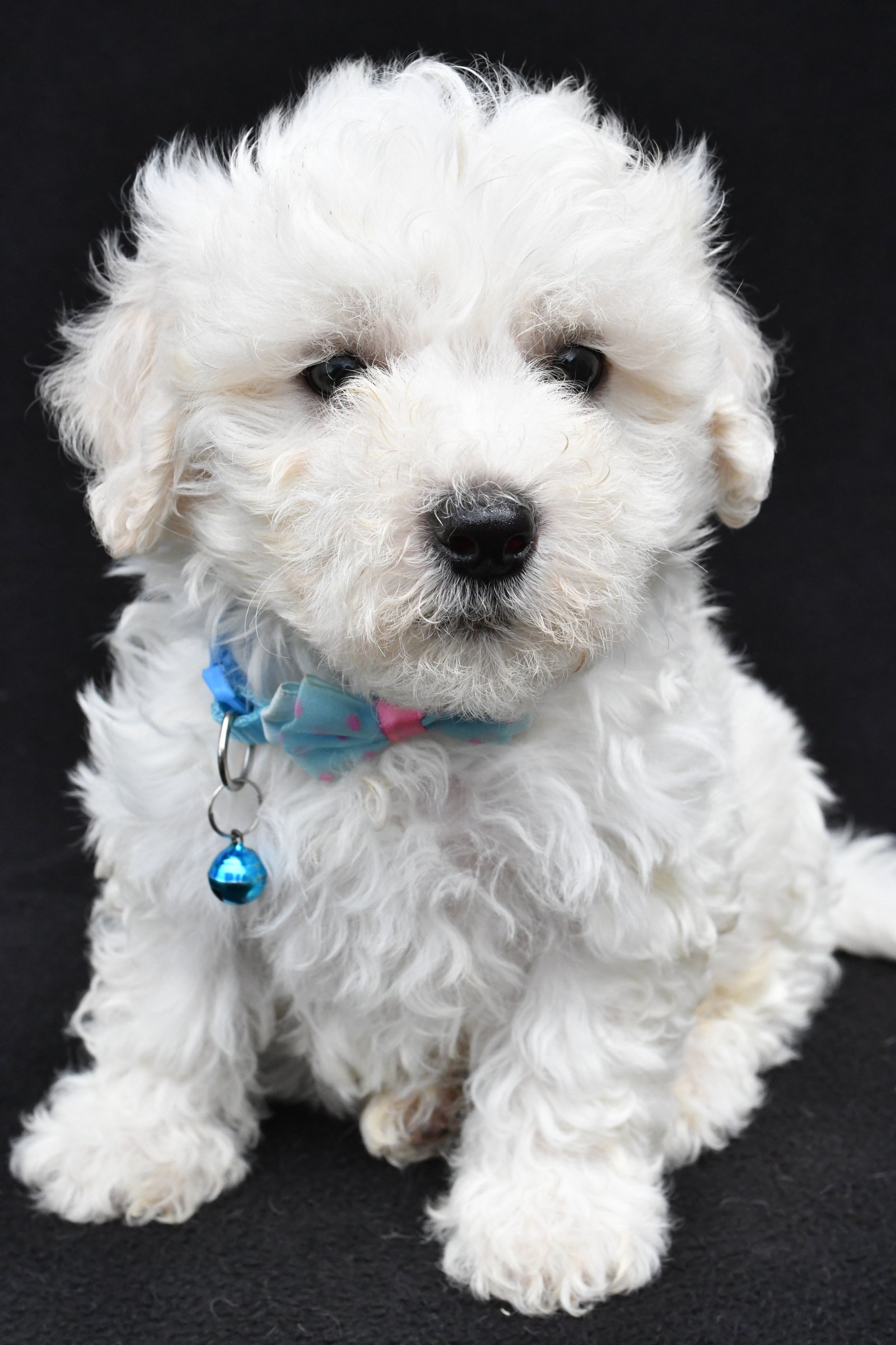 Maltipoo Puppies for Sale | Cute, Hypoallergenic & Family-Friendly