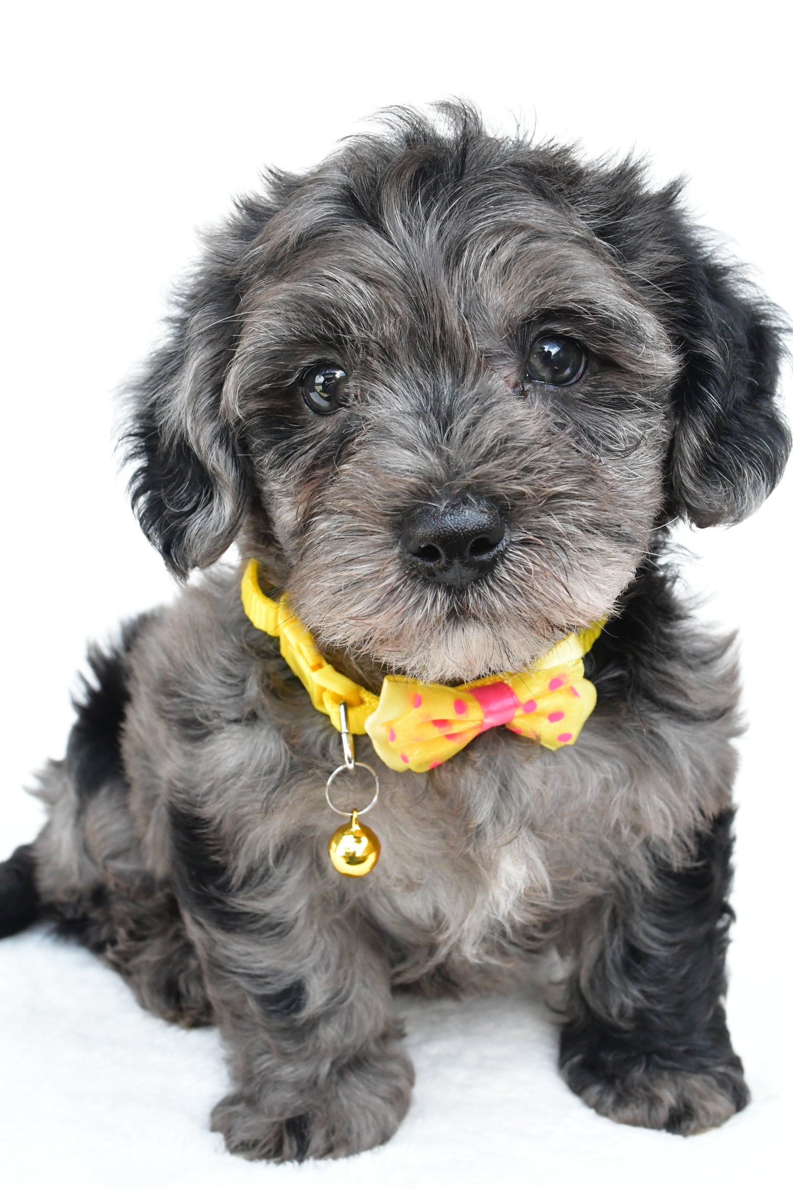 Maltipoo Puppies for Sale | Cute, Hypoallergenic & Family-Friendly