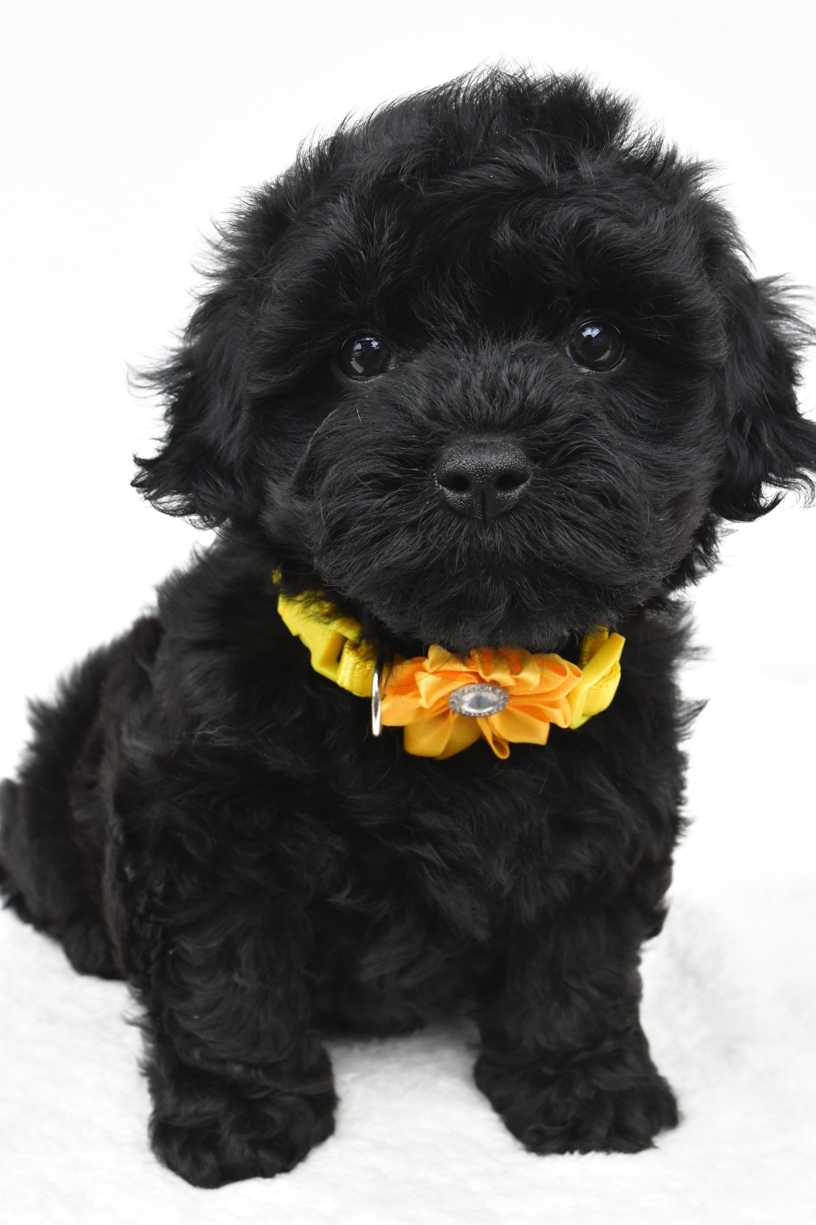 Maltipoo Puppies for Sale | Cute, Hypoallergenic & Family-Friendly