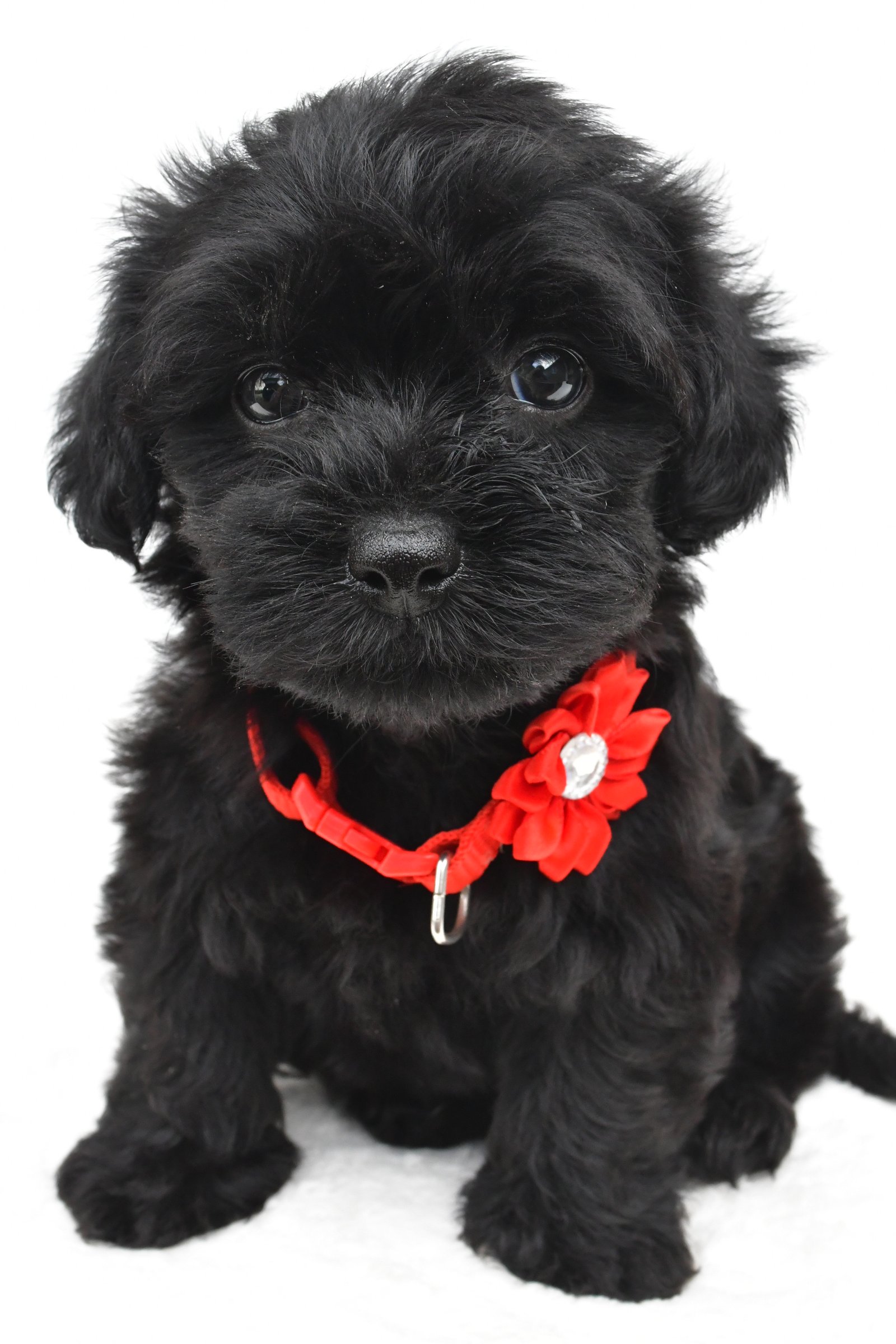 Maltipoo Puppies for Sale | Cute, Hypoallergenic & Family-Friendly